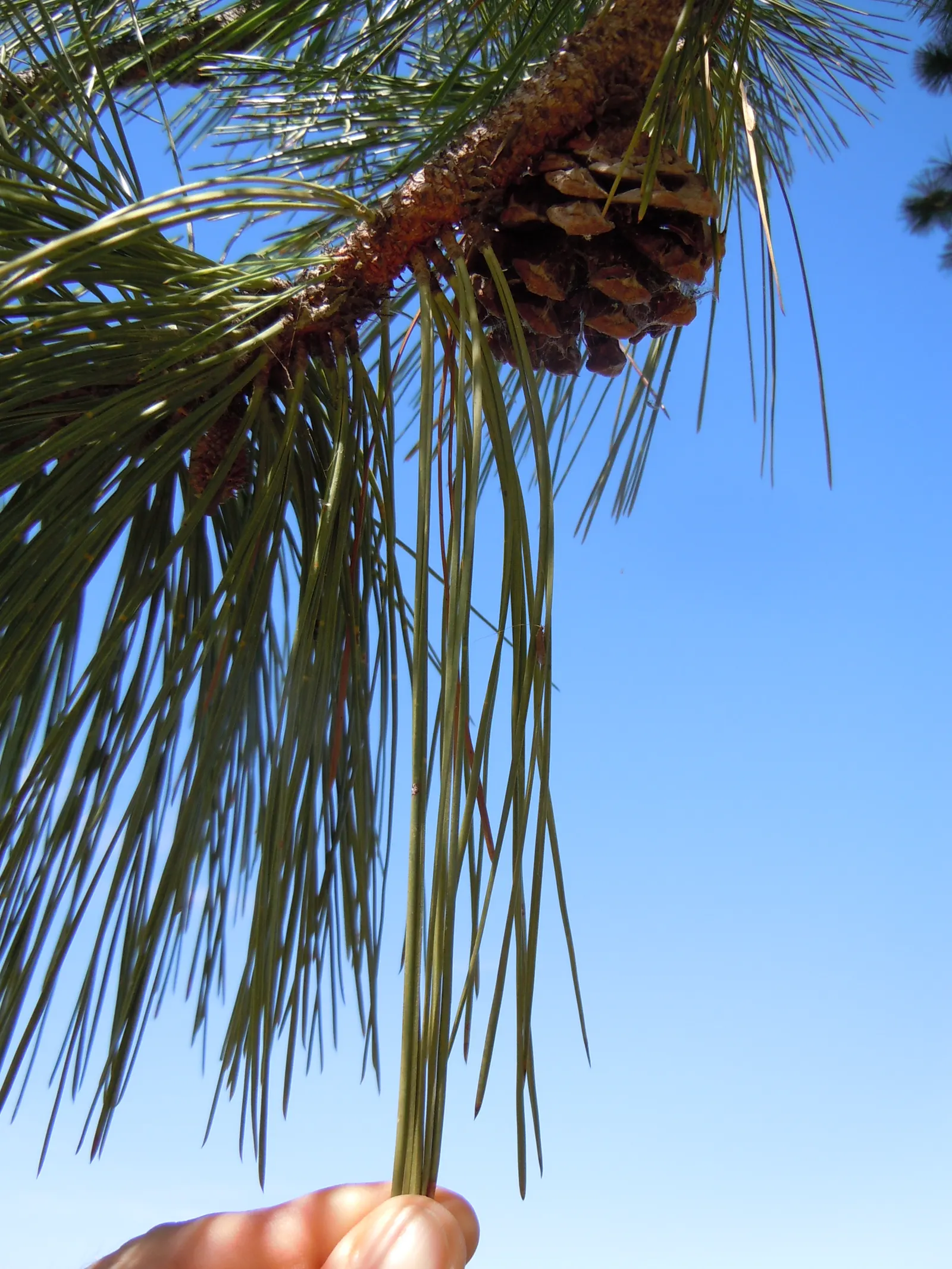Ponderosa Pine (Pinus Ponderosa) — Its diameter can range from 2 to 4 feet, underscoring its impressive girth; conifer / tree for full or half
