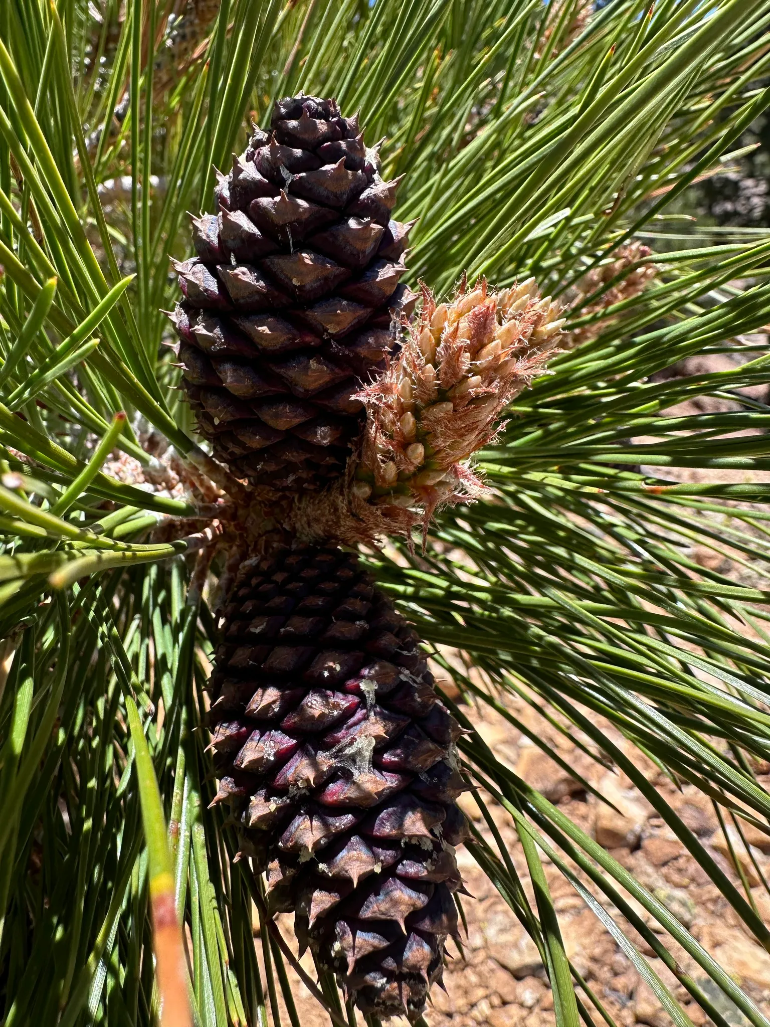 Ponderosa Pine (Pinus Ponderosa) — The Ponderosa Pine possesses a long; scientifically known as *Pinus ponderosa*