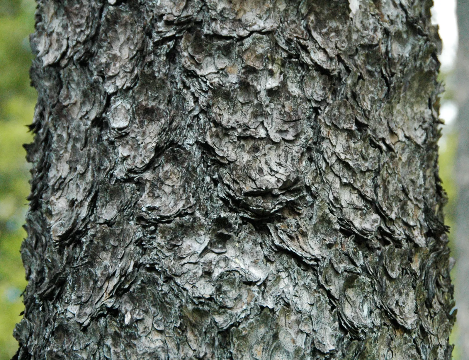 Ponderosa Pine (Pinus Ponderosa) — the Ponderosa Pine features a unique puzzle-like pattern