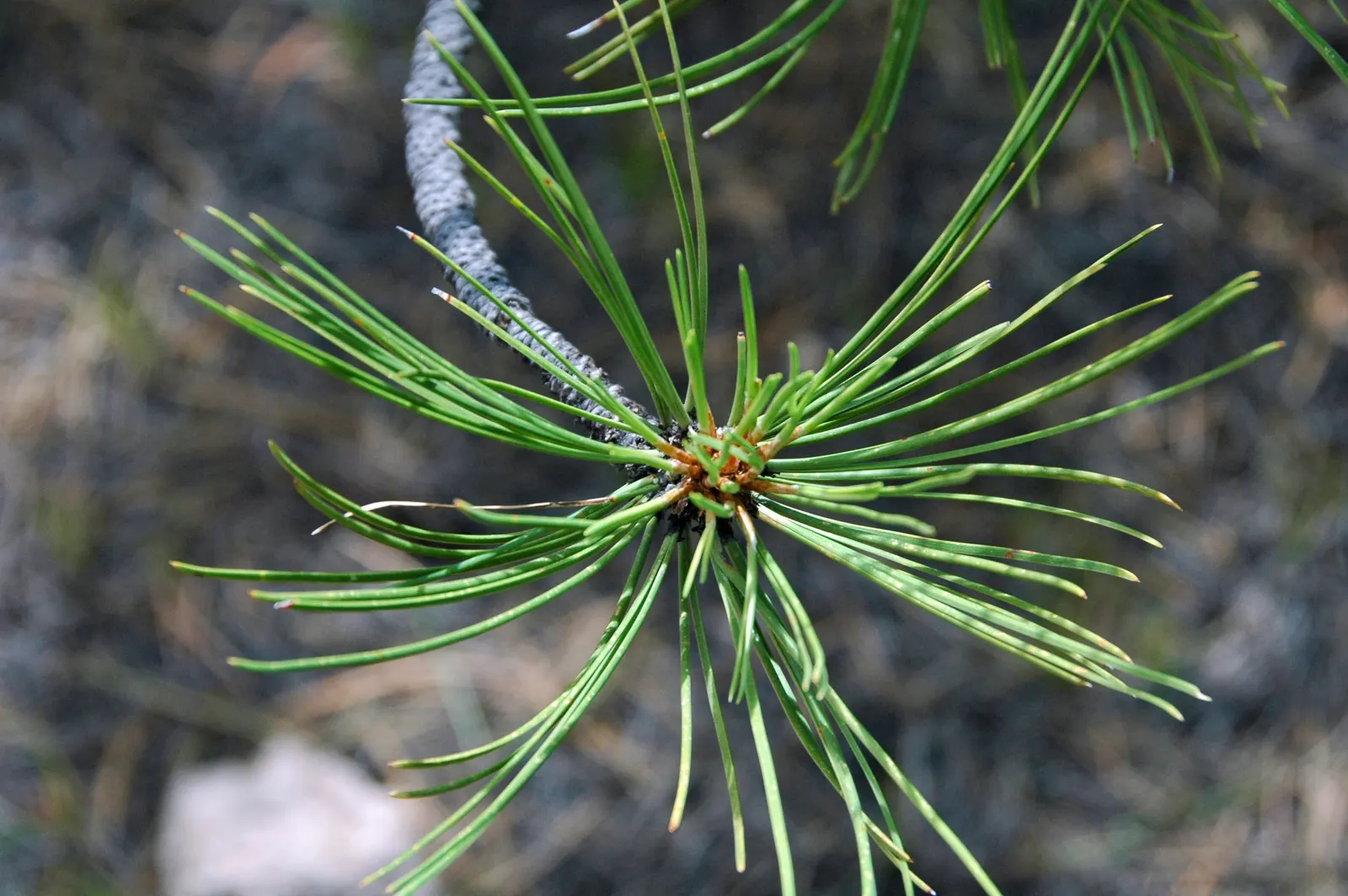 Ponderosa Pine (Pinus Ponderosa) — The bark's coloration evolves from black-brown in younger trees to a distinctive orange-brown in older ones; is a towering