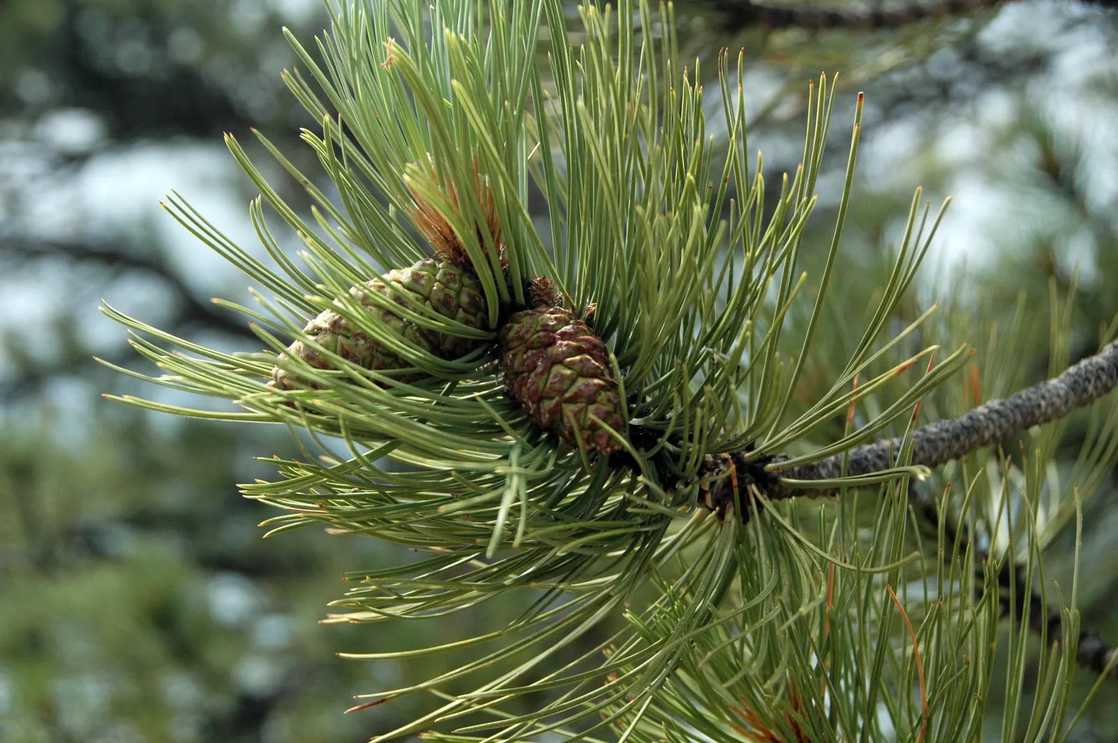 Ponderosa Pine (Pinus Ponderosa) — it thrives in full sun with well-drained soil, image 32