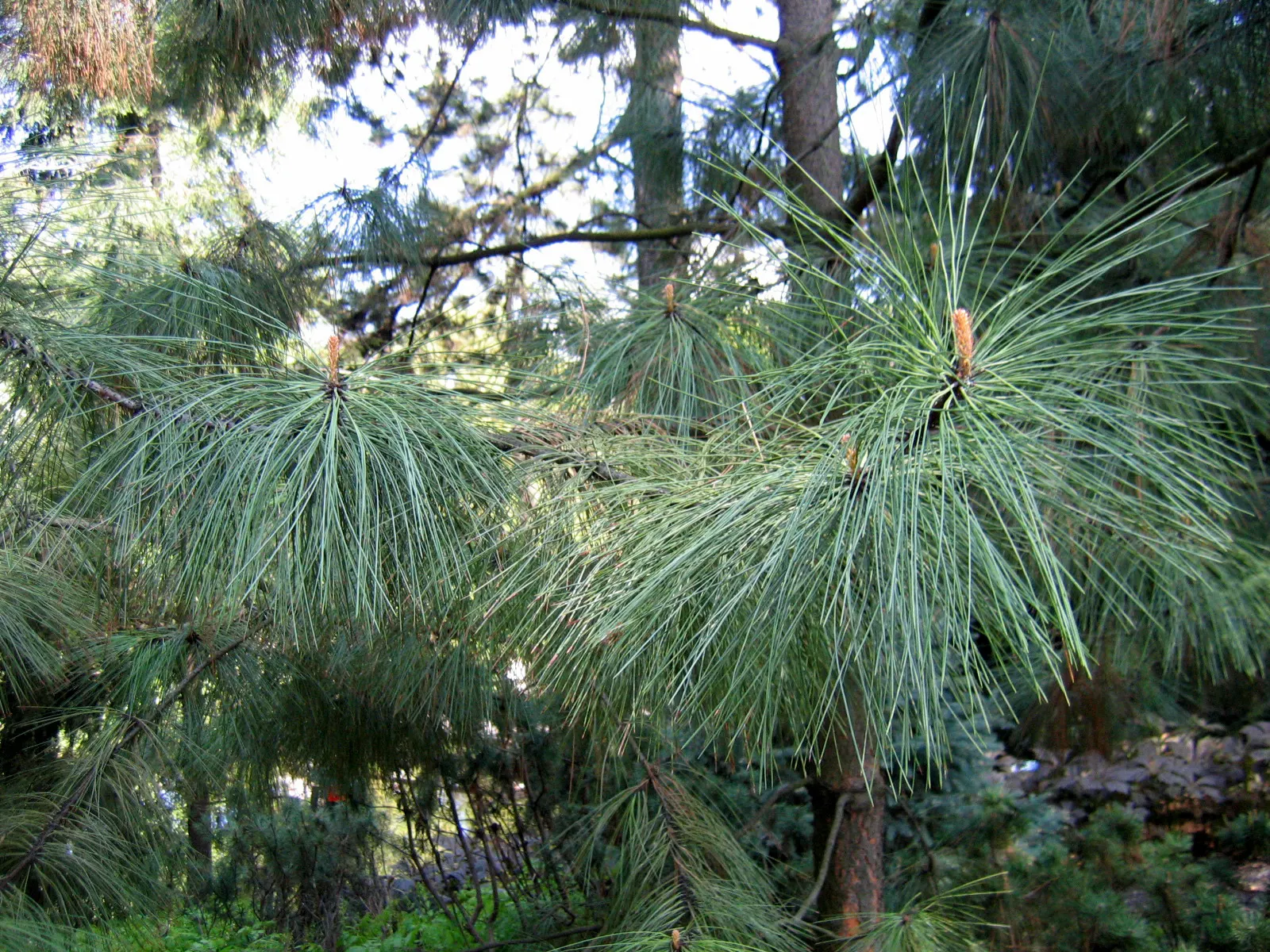 Ponderosa Pine (Pinus Ponderosa) — attracting a myriad of wildlife with its bountiful seeds; the bark's coloration evolves from black-brown in younger trees to