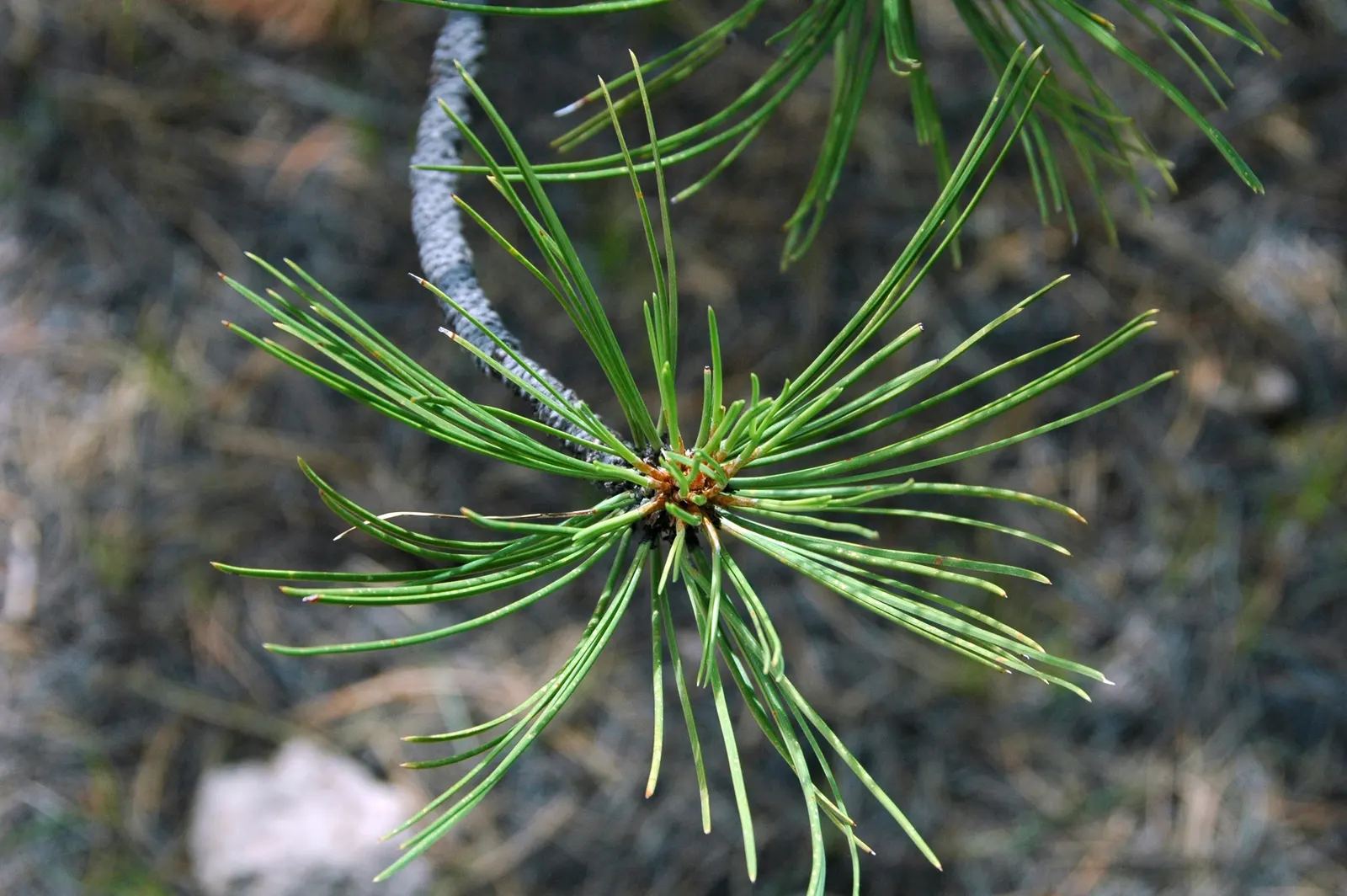 Ponderosa Pine (Pinus Ponderosa) — The Ponderosa Pine possesses a long