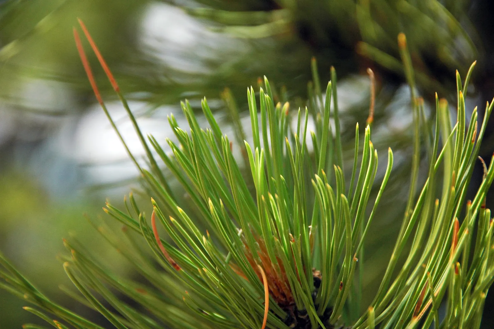 Ponderosa Pine (Pinus Ponderosa) — it provides shelter and year-round interest