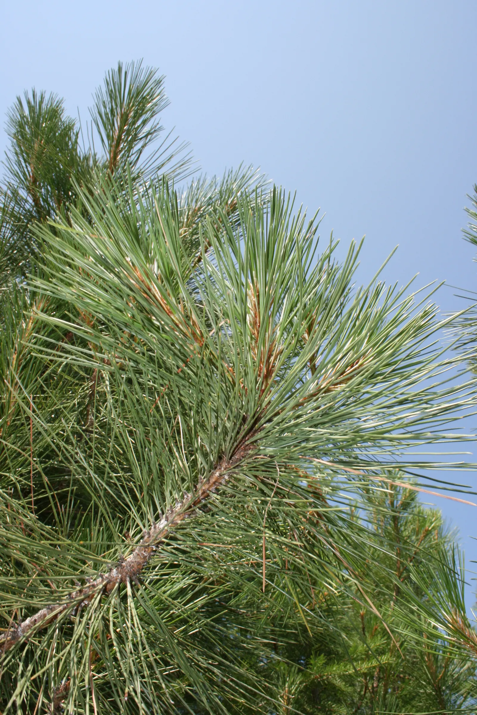 Ponderosa Pine (Pinus Ponderosa) — When incorporated into a landscape design; favored for its rugged bark and long