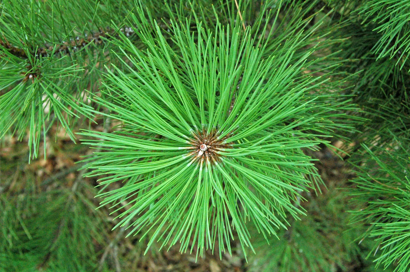 Ponderosa Pine (Pinus Ponderosa) — with some mature specimens stretching up to 250 feet under ideal conditions; this species thrives in, image 65