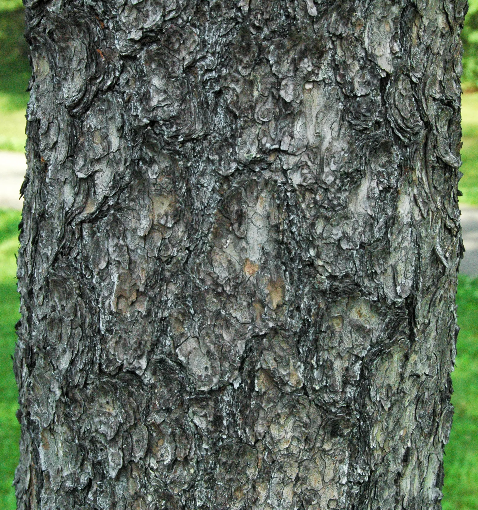 Ponderosa Pine (Pinus Ponderosa) — it thrives in full sun with well-drained soil