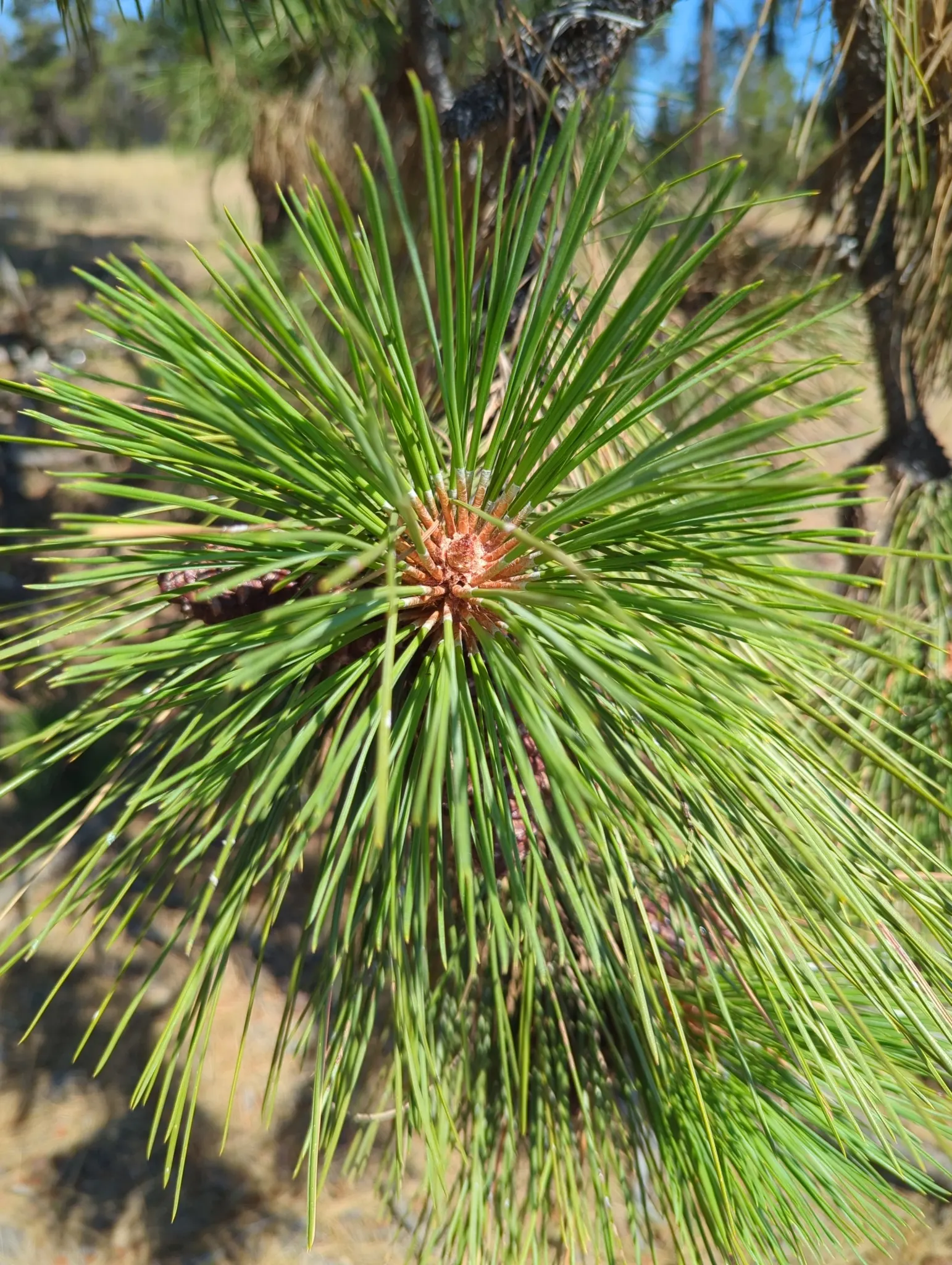 Ponderosa Pine (Pinus Ponderosa) — slender needles up to 7 inches