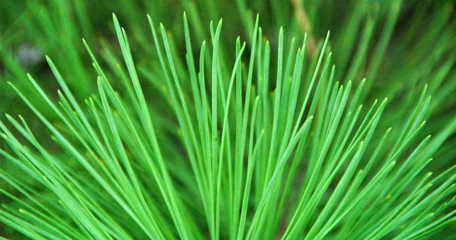 Ponderosa Pine (Pinus Ponderosa) — The Ponderosa Pine (Pinus ponderosa), an impressive evergreen, towers to majestic heights of 60-125 feet, image 55