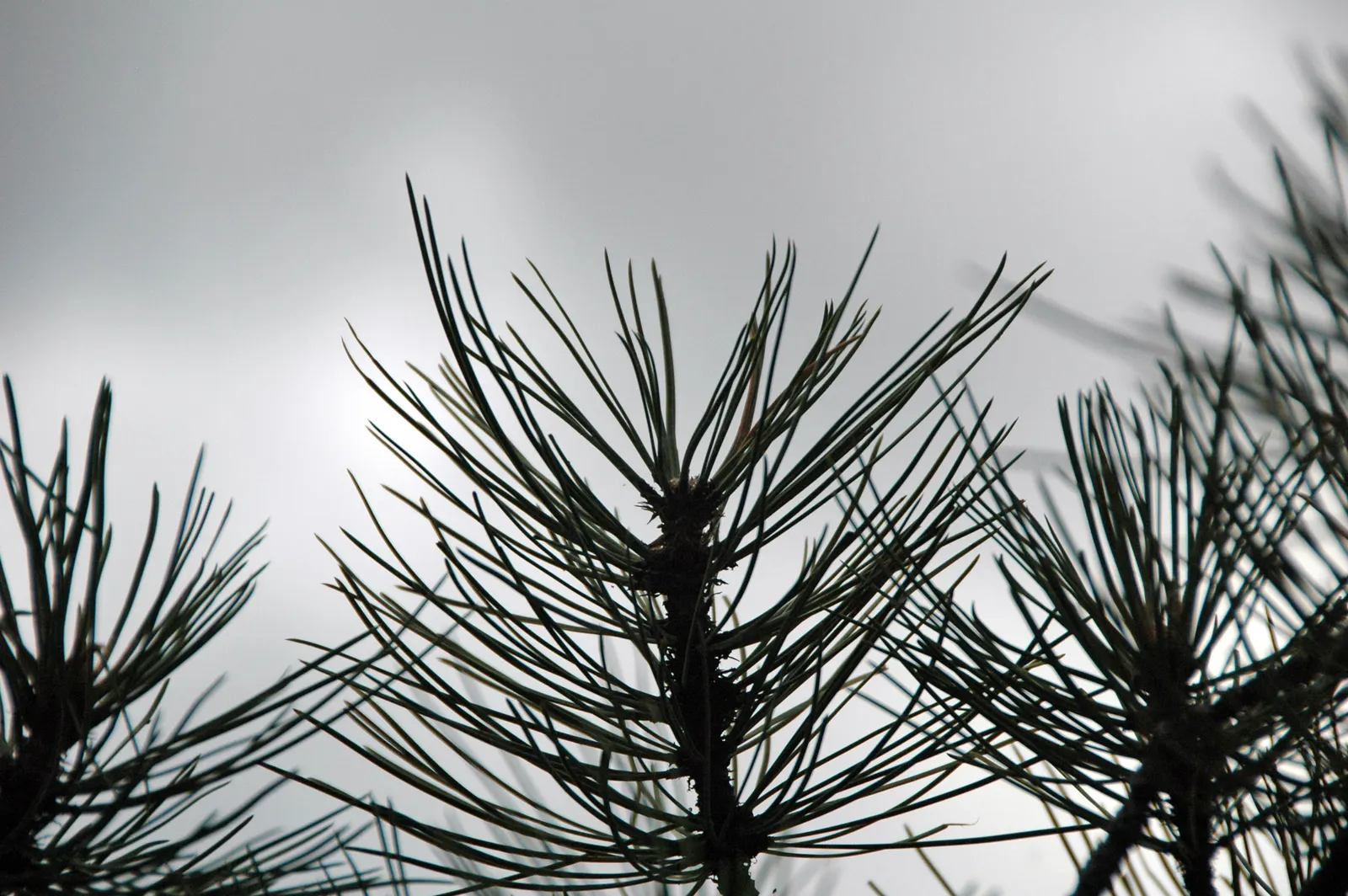 Ponderosa Pine (Pinus Ponderosa) — is a towering conifer of majestic stature
