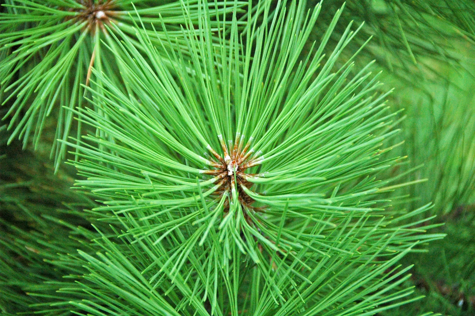 Ponderosa Pine (Pinus Ponderosa) — scientifically known as *Pinus ponderosa*; grouped in bundles of three, image 61