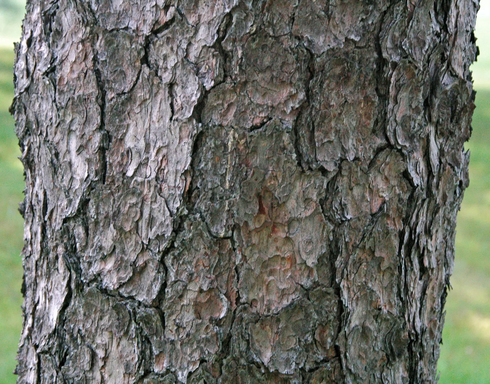 Ponderosa Pine (Pinus Ponderosa) — straight trunk topped with a conical crown, image 41
