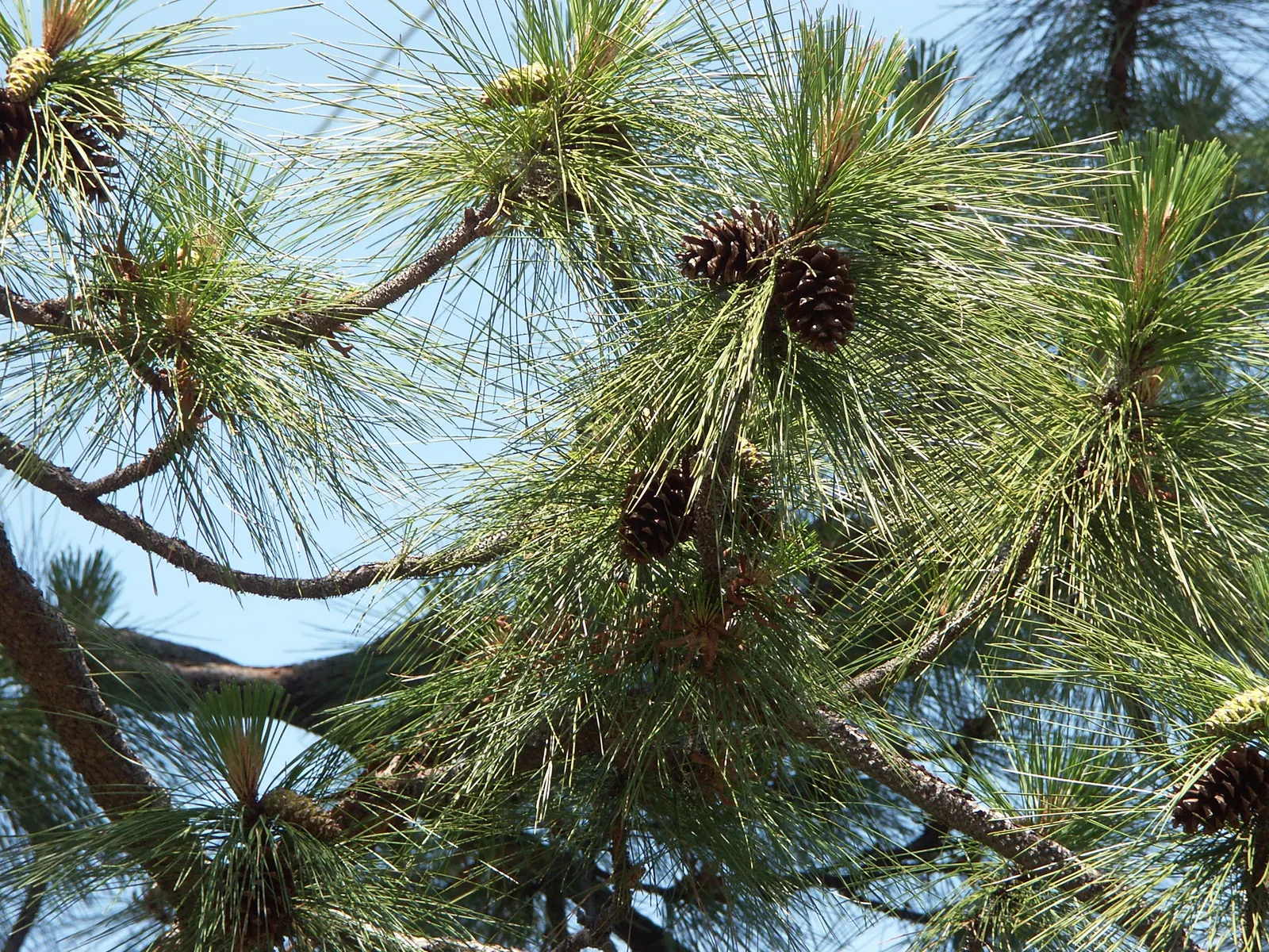 Ponderosa Pine (Pinus Ponderosa) — offering seasonal warmth to the landscape; which becomes more irregular with age.<br><br>Noteworthy for its rugged bark