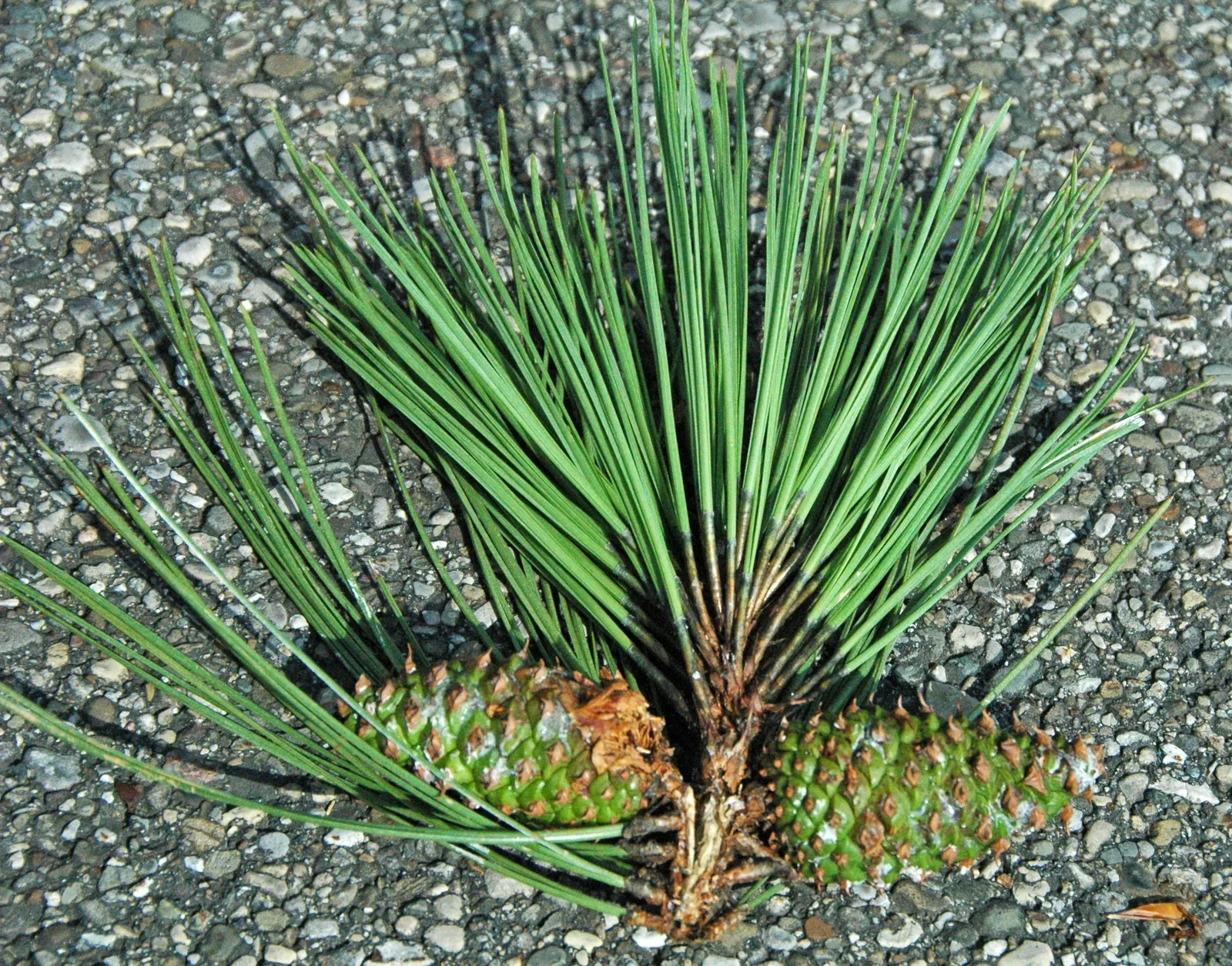 Ponderosa Pine (Pinus Ponderosa) — Its diameter can range from 2 to 4 feet, underscoring its impressive girth; conifer / tree for full or half, image 66