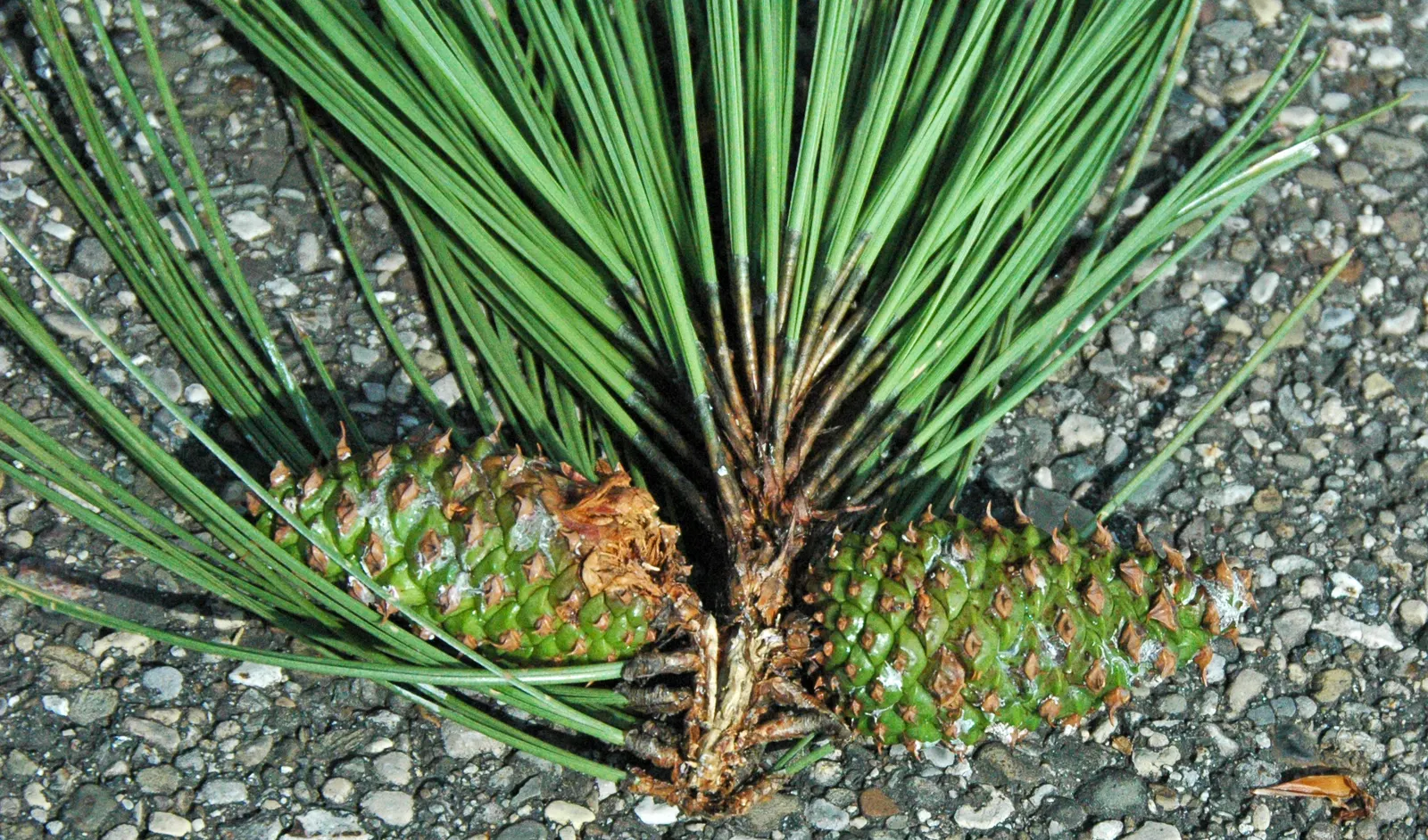 Ponderosa Pine (Pinus Ponderosa) — grouped in bundles of three; the Ponderosa Pine's expansive root system stabilizes the soil