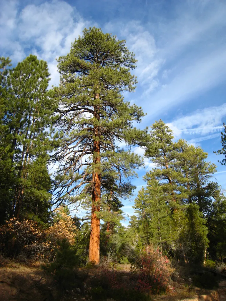 Ponderosa Pine (Pinus Ponderosa) — conifer / tree for full or half