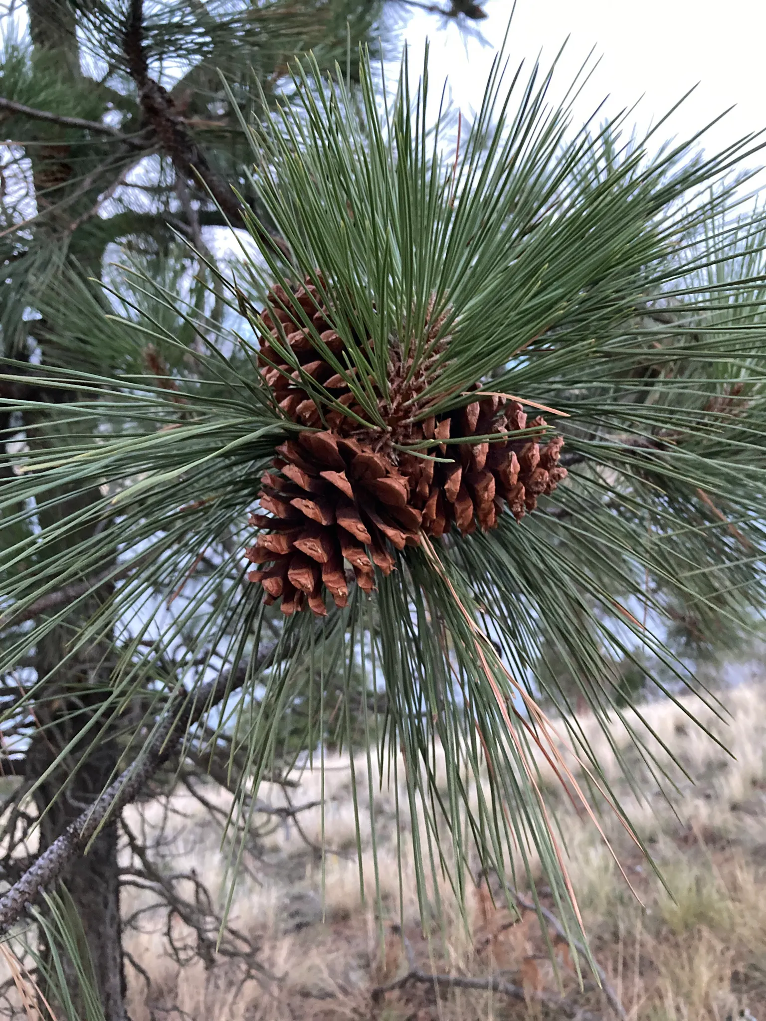 Ponderosa Pine (Pinus Ponderosa) — this species thrives in well-drained soils and exhibits remarkable drought tolerance