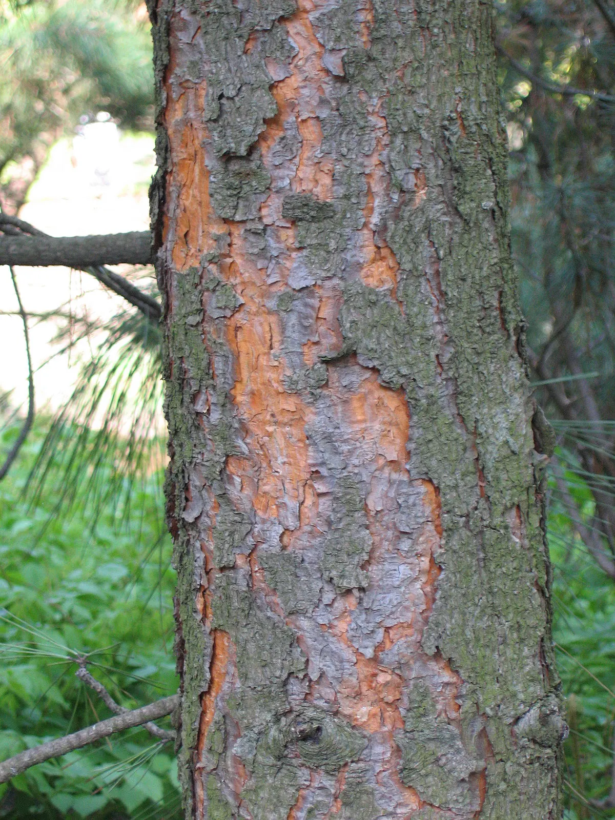 Ponderosa Pine (Pinus Ponderosa) — preventing erosion on slopes, image 50