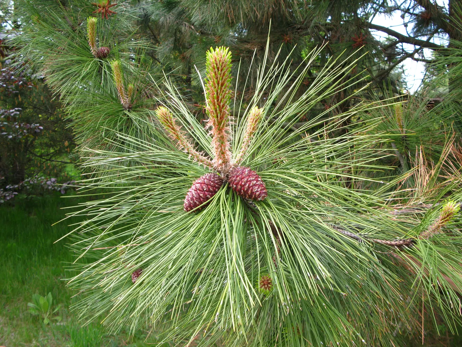 Ponderosa Pine (Pinus Ponderosa) — straight trunk topped with a conical crown, image 68