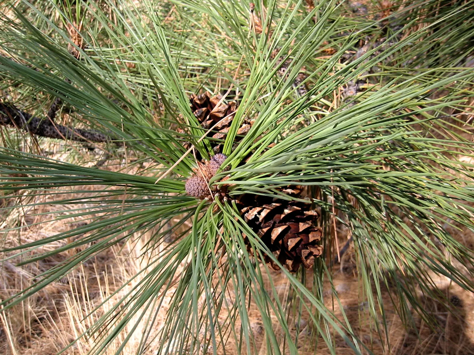 Ponderosa Pine (Pinus Ponderosa) — Favored for its rugged bark and long; offering seasonal warmth to the landscape