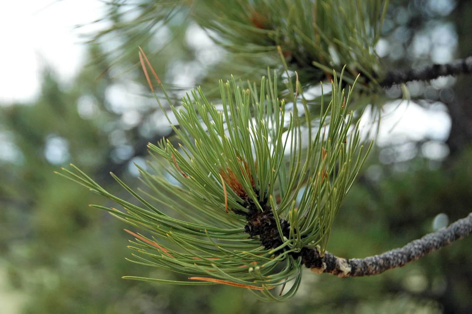 Ponderosa Pine (Pinus Ponderosa) — scientifically known as *Pinus ponderosa*; grouped in bundles of three