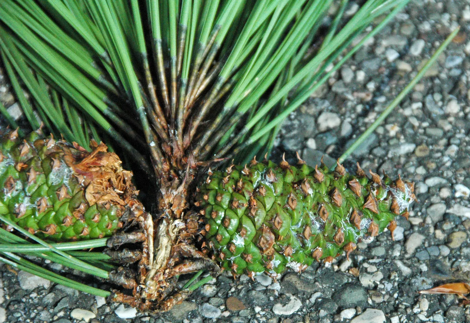 Ponderosa Pine (Pinus Ponderosa) — the Ponderosa Pine features a unique puzzle-like pattern; the Ponderosa Pine (Pinus ponderosa), an impressive evergreen