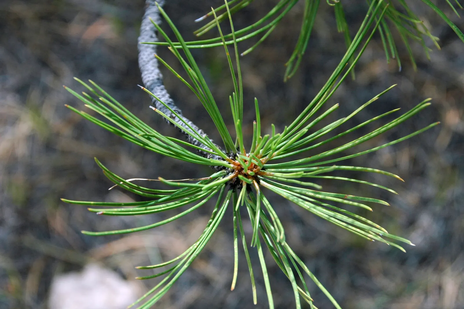 Ponderosa Pine (Pinus Ponderosa) — Favored for its rugged bark and long