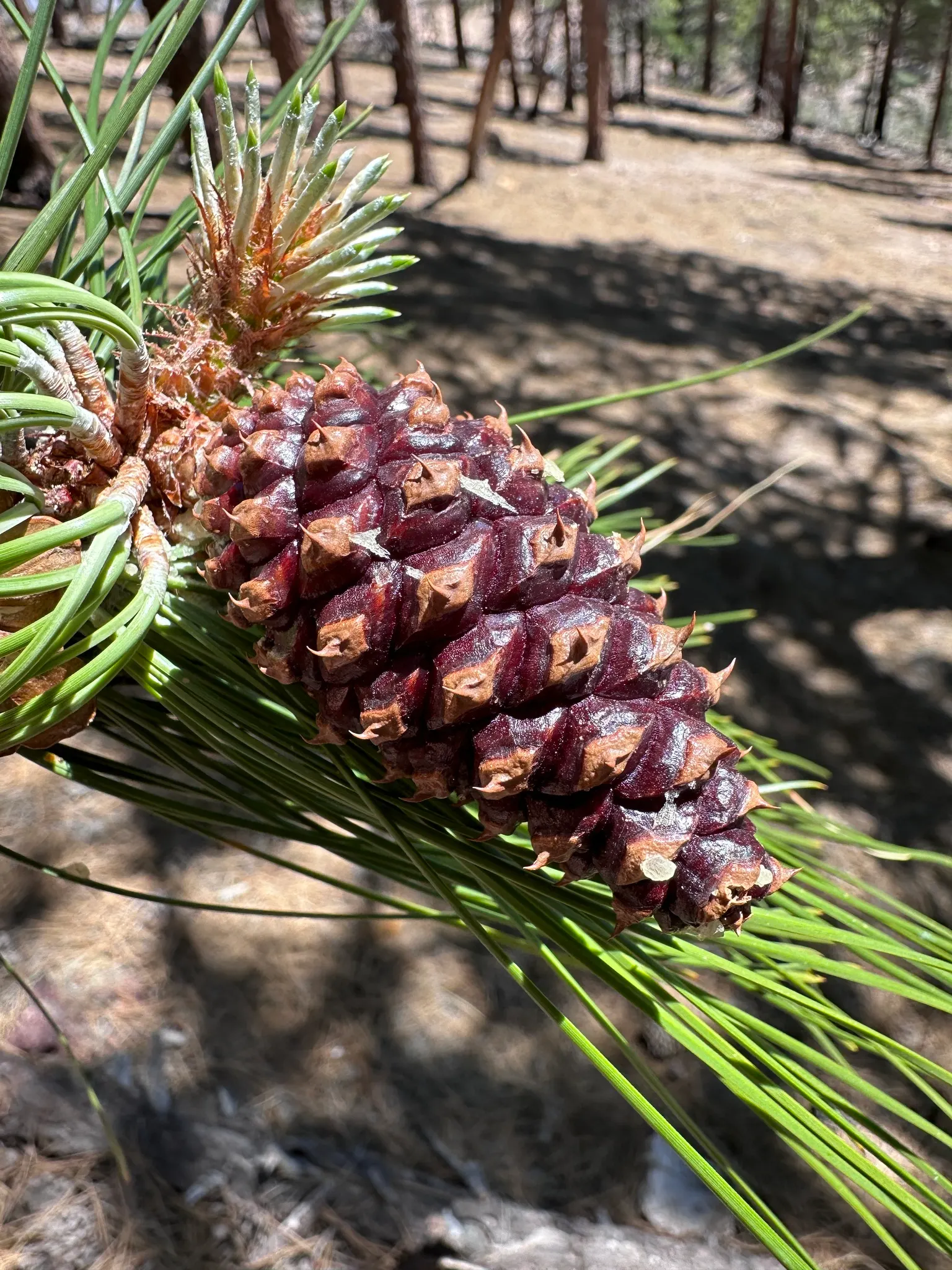 Ponderosa Pine (Pinus Ponderosa) — offering seasonal warmth to the landscape