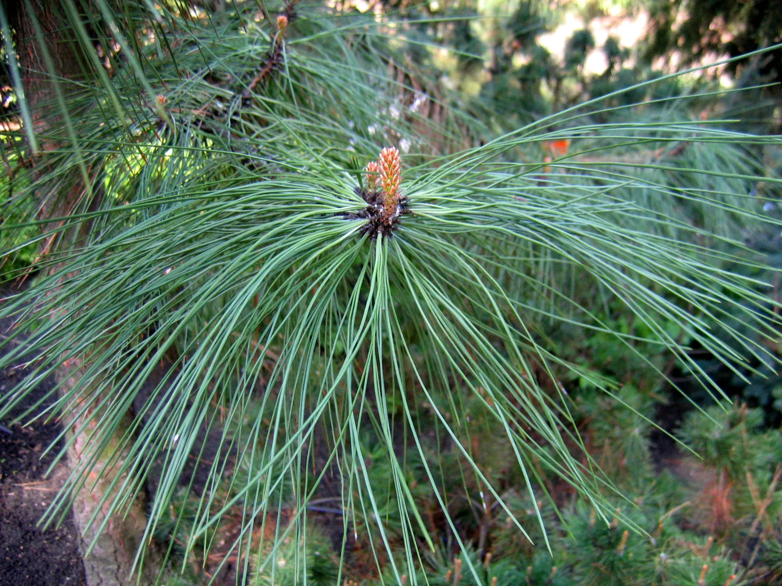 Ponderosa Pine (Pinus Ponderosa) — Hardy to USDA zones 3-7, it's ideal for large spaces, offering a stately silhouette and habitat for wildlife, image 60