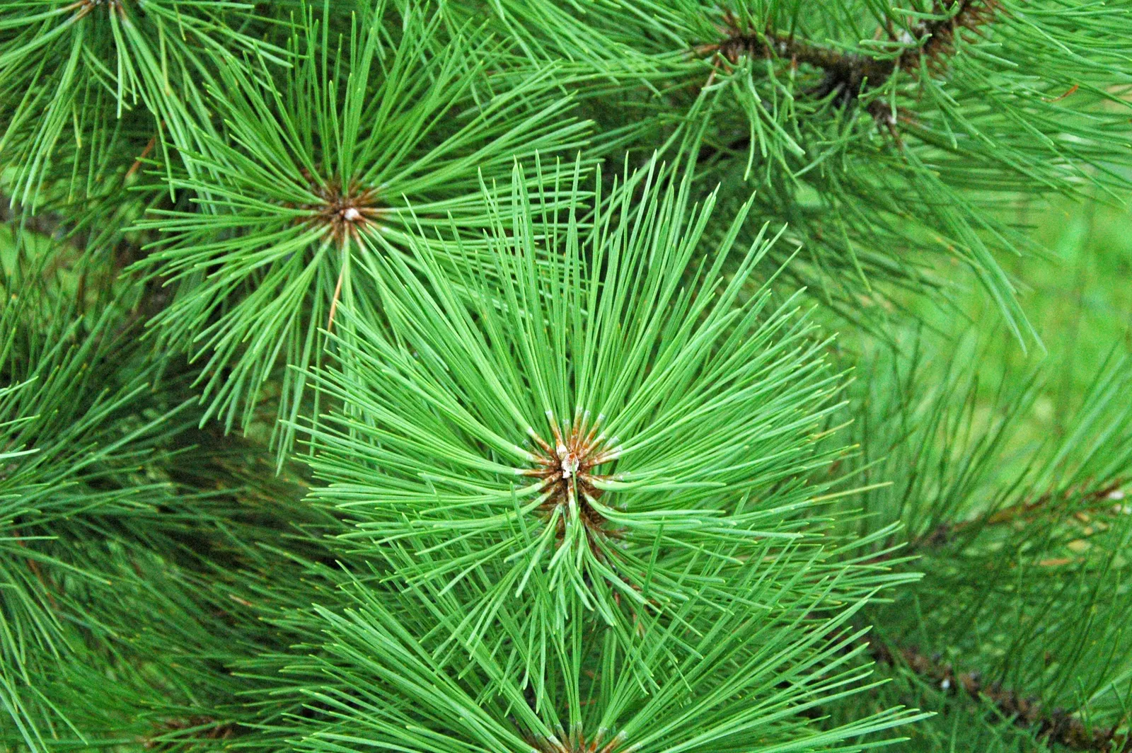 Ponderosa Pine (Pinus Ponderosa) — it provides shelter and year-round interest; this stately tree typically reaches heights between 60 to 225 feet