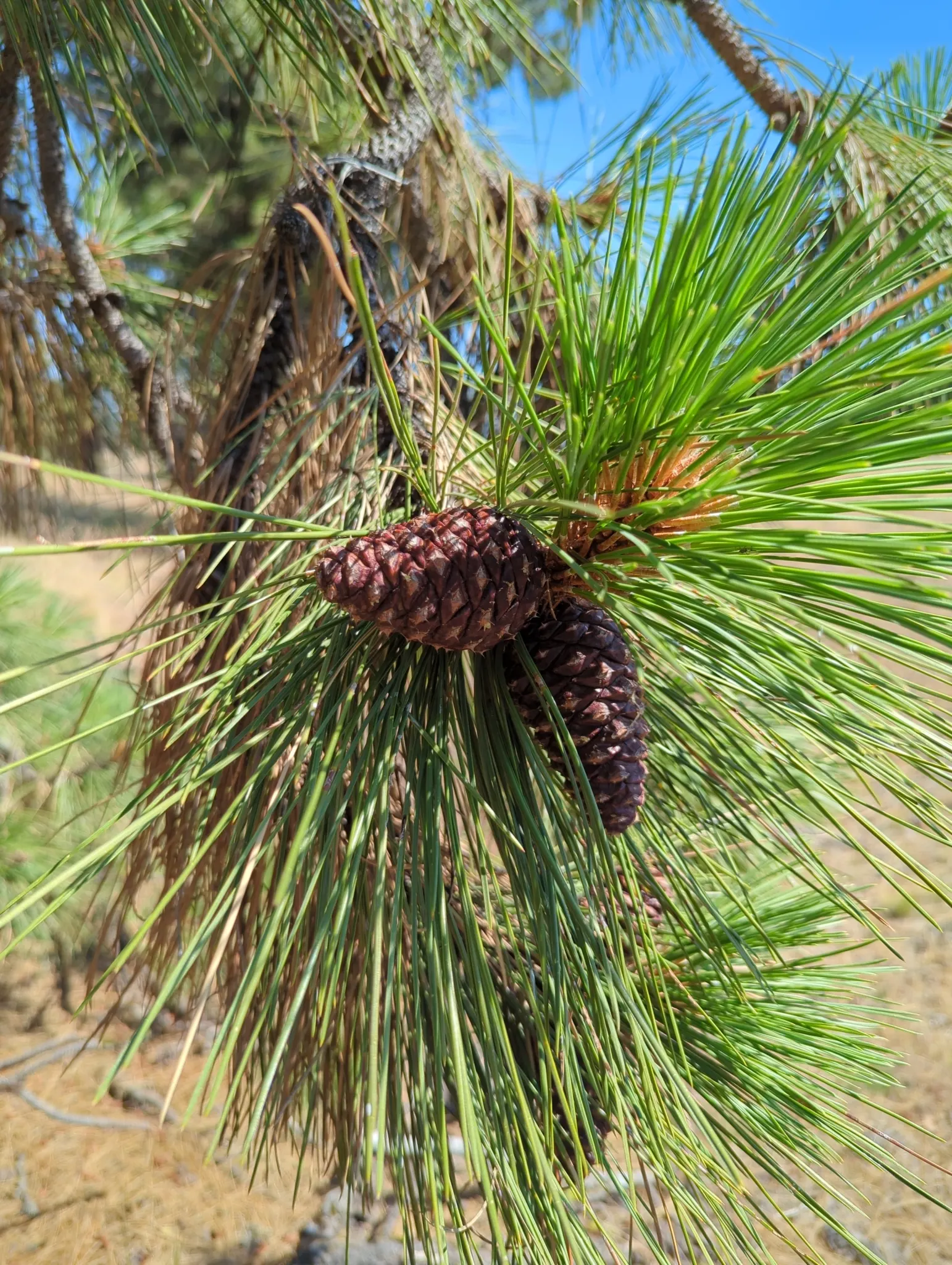 Ponderosa Pine (Pinus Ponderosa) — which becomes more irregular with age.<br><br>Noteworthy for its rugged bark; making it an exceptional choice, image 69