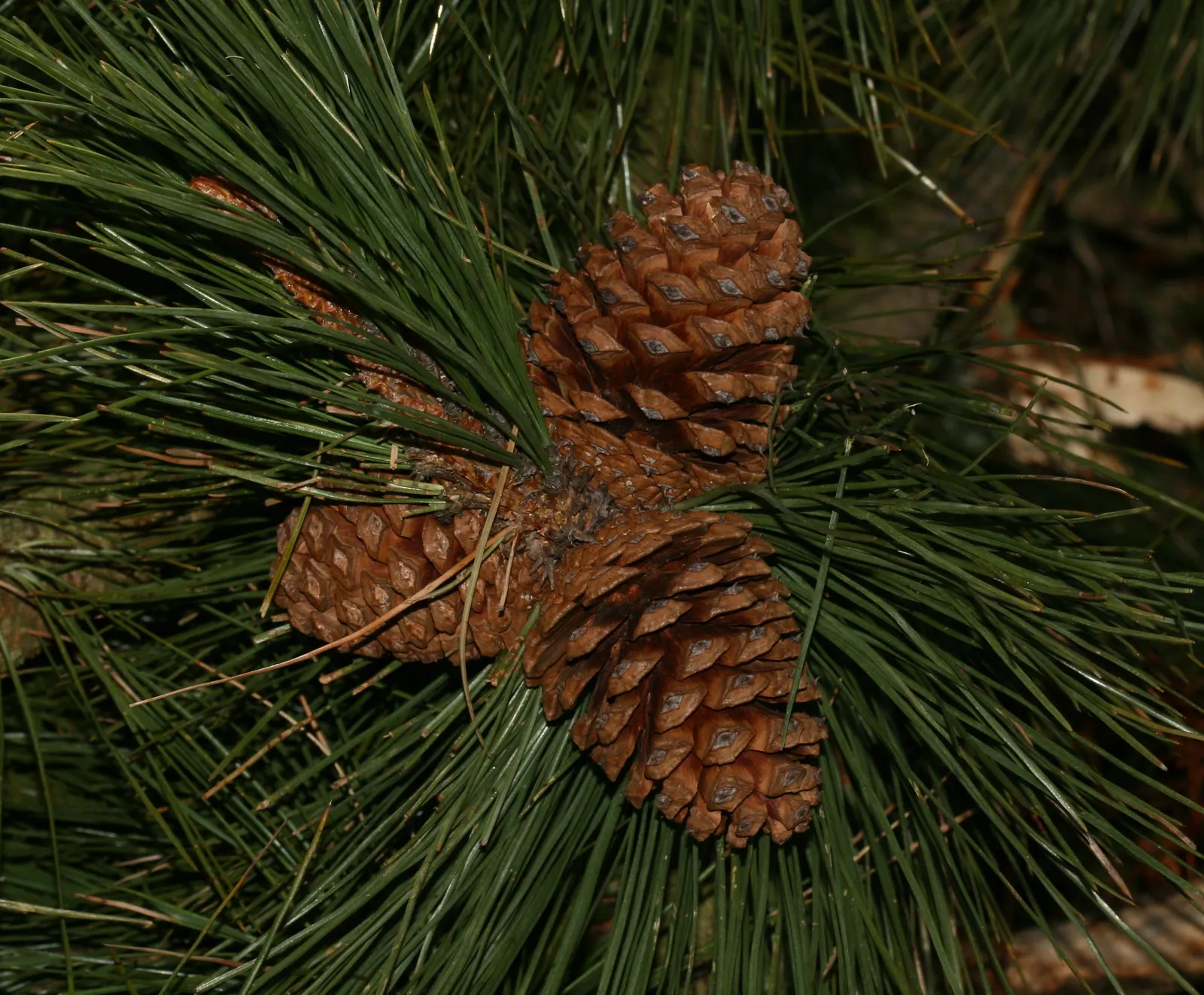 Ponderosa Pine (Pinus Ponderosa) — making it an exceptional choice for areas with water conservation in mind; well-suited for expansive landscapes