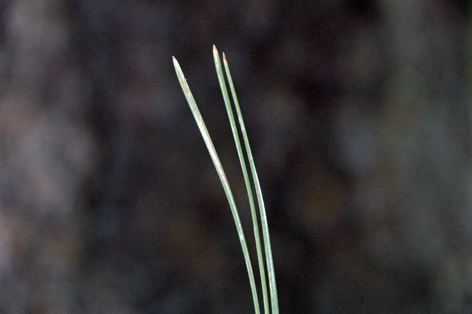 Ponderosa Pine (Pinus Ponderosa) — The Ponderosa Pine's expansive root system stabilizes the soil