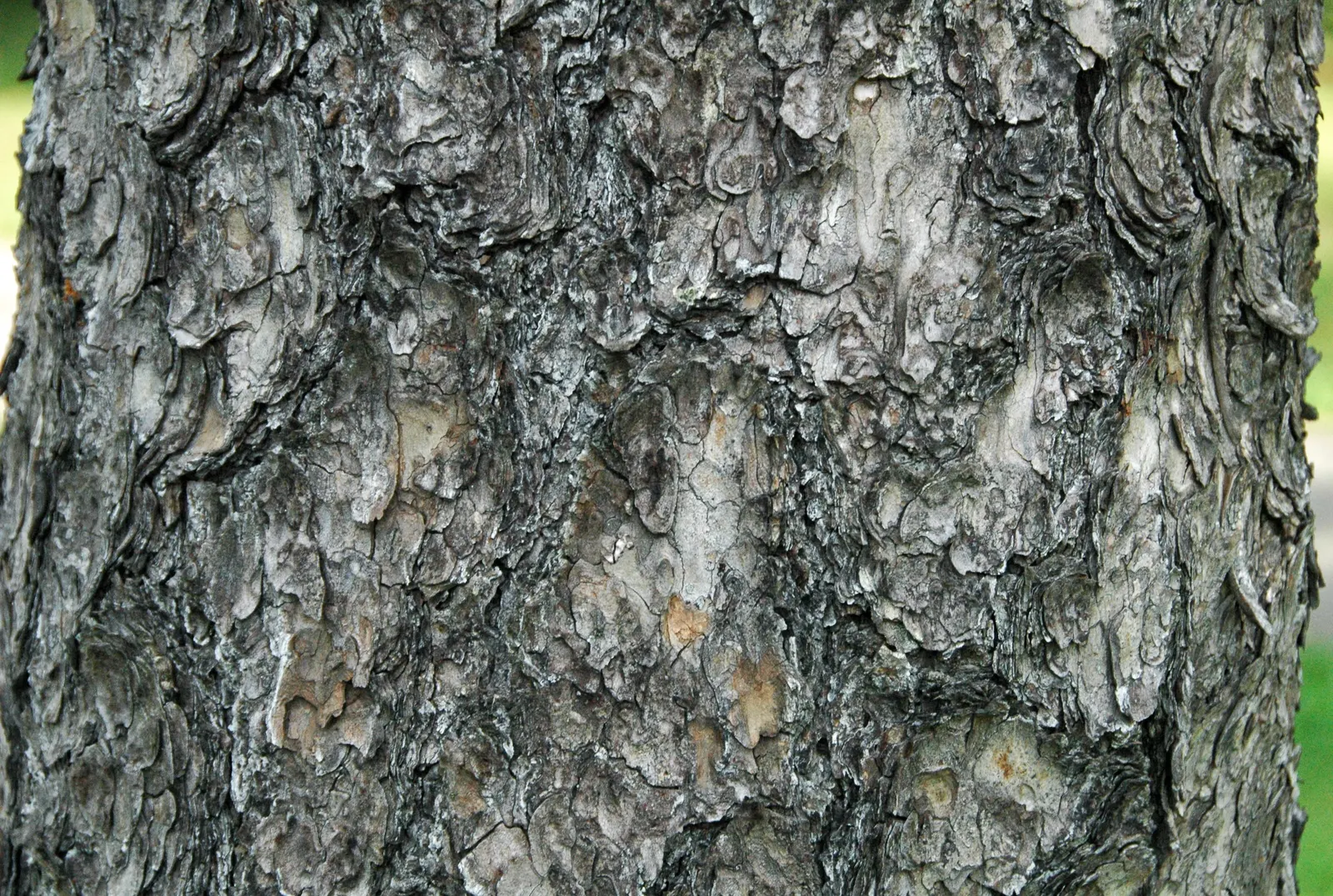 Ponderosa Pine (Pinus Ponderosa) — with some mature specimens stretching up to 250 feet under ideal conditions