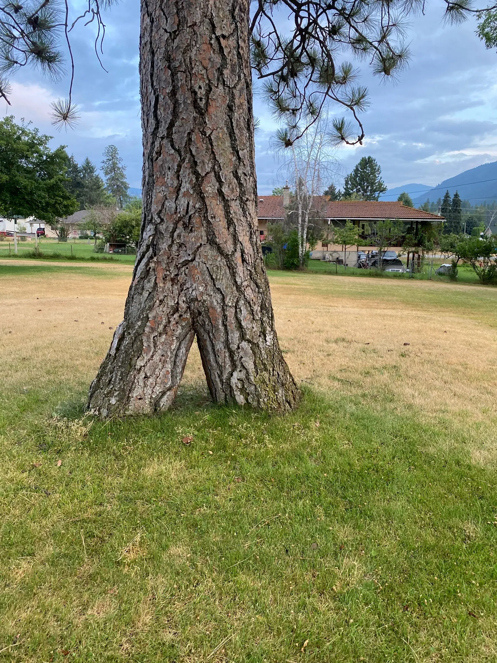 Ponderosa Pine (Pinus Ponderosa) — This stately tree typically reaches heights between 60 to 225 feet; the Ponderosa Pine possesses a long