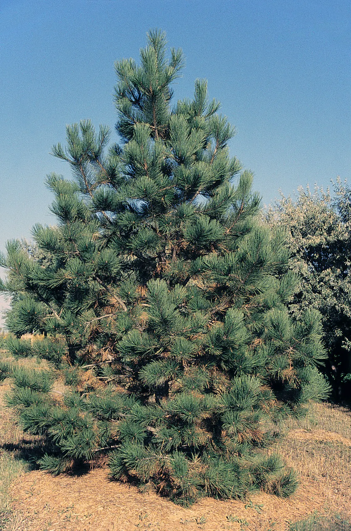 Ponderosa Pine (Pinus Ponderosa) — conifer / tree for full or half; when incorporated into a landscape design