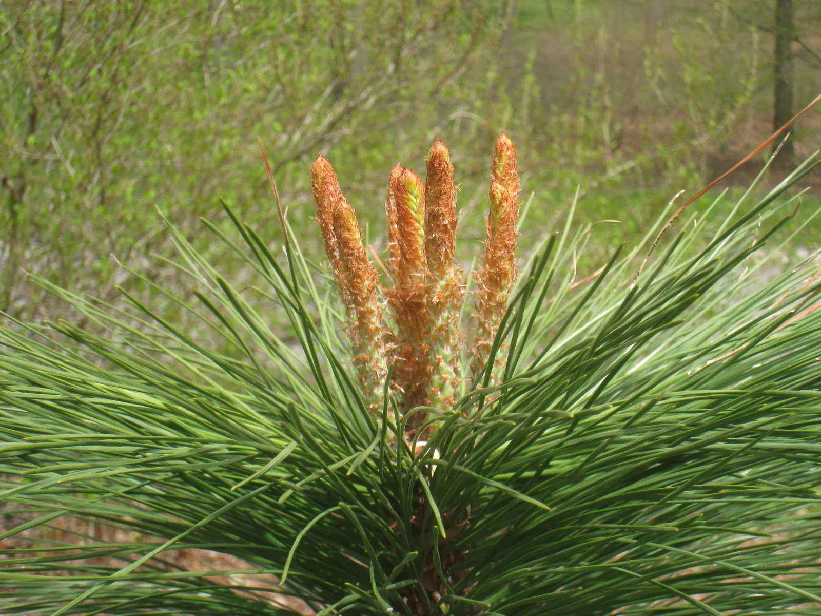 Ponderosa Pine (Pinus Ponderosa) — with some mature specimens stretching up to 250 feet under ideal conditions; this species thrives in well-drained soils and