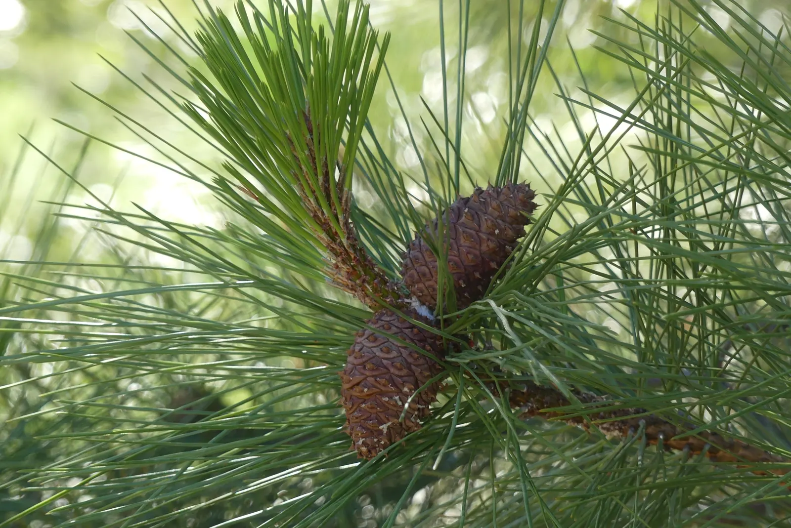 Ponderosa Pine (Pinus Ponderosa) — The Ponderosa Pine's expansive root system stabilizes the soil; the Ponderosa Pine features a unique puzzle-like pattern