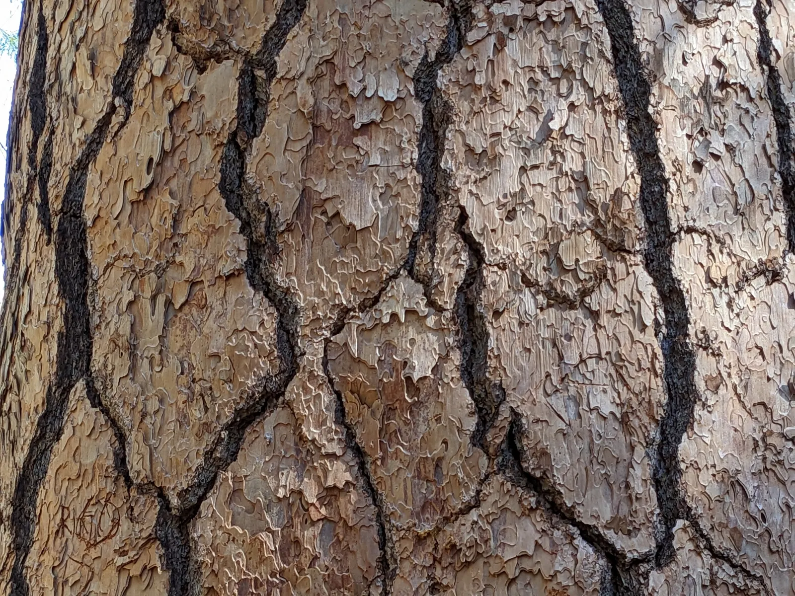 Ponderosa Pine (Pinus Ponderosa) — When incorporated into a landscape design
