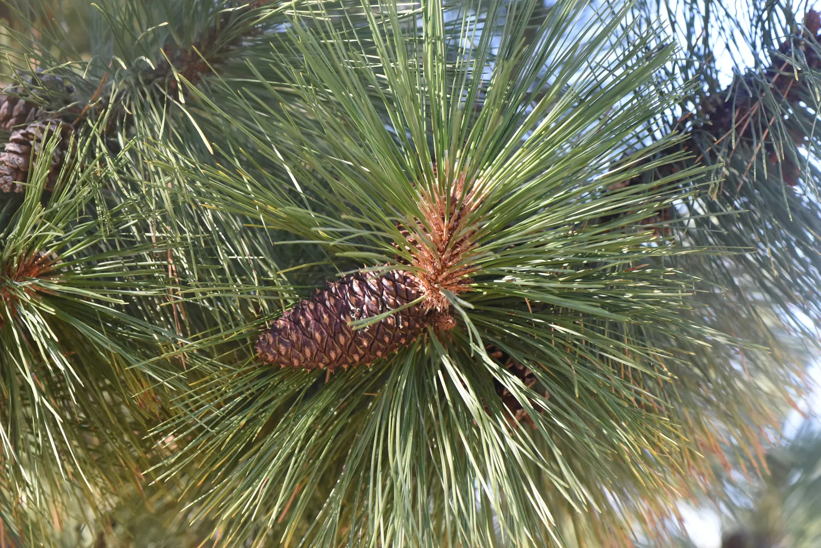 Ponderosa Pine (Pinus Ponderosa) — straight trunk topped with a conical crown