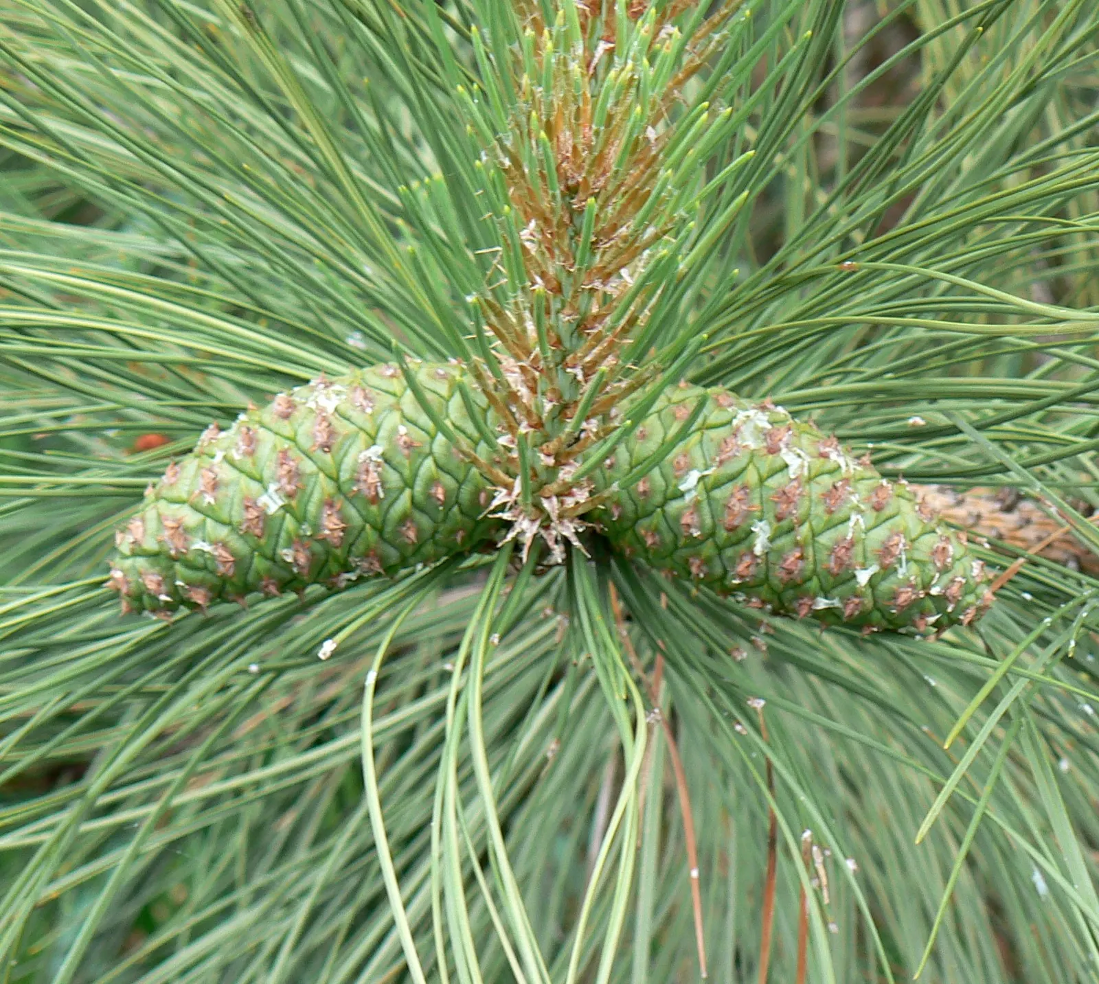 Ponderosa Pine (Pinus Ponderosa) — grouped in bundles of three