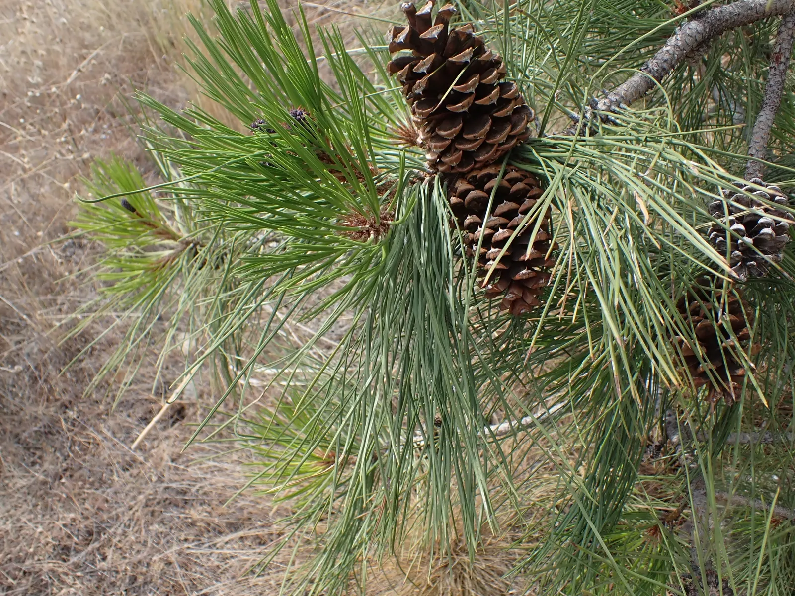 Ponderosa Pine (Pinus Ponderosa) — making it an exceptional choice for areas with water conservation in mind