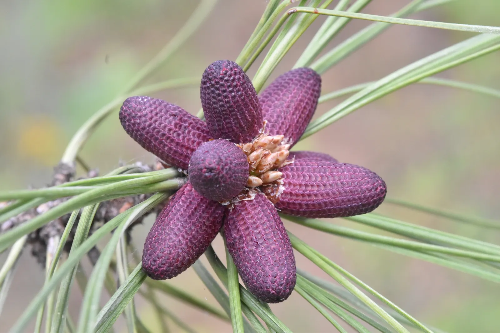 Ponderosa Pine (Pinus Ponderosa) — Hardy to USDA zones 3-7, it's ideal for large spaces, offering a stately silhouette and habitat for wildlife; its diameter