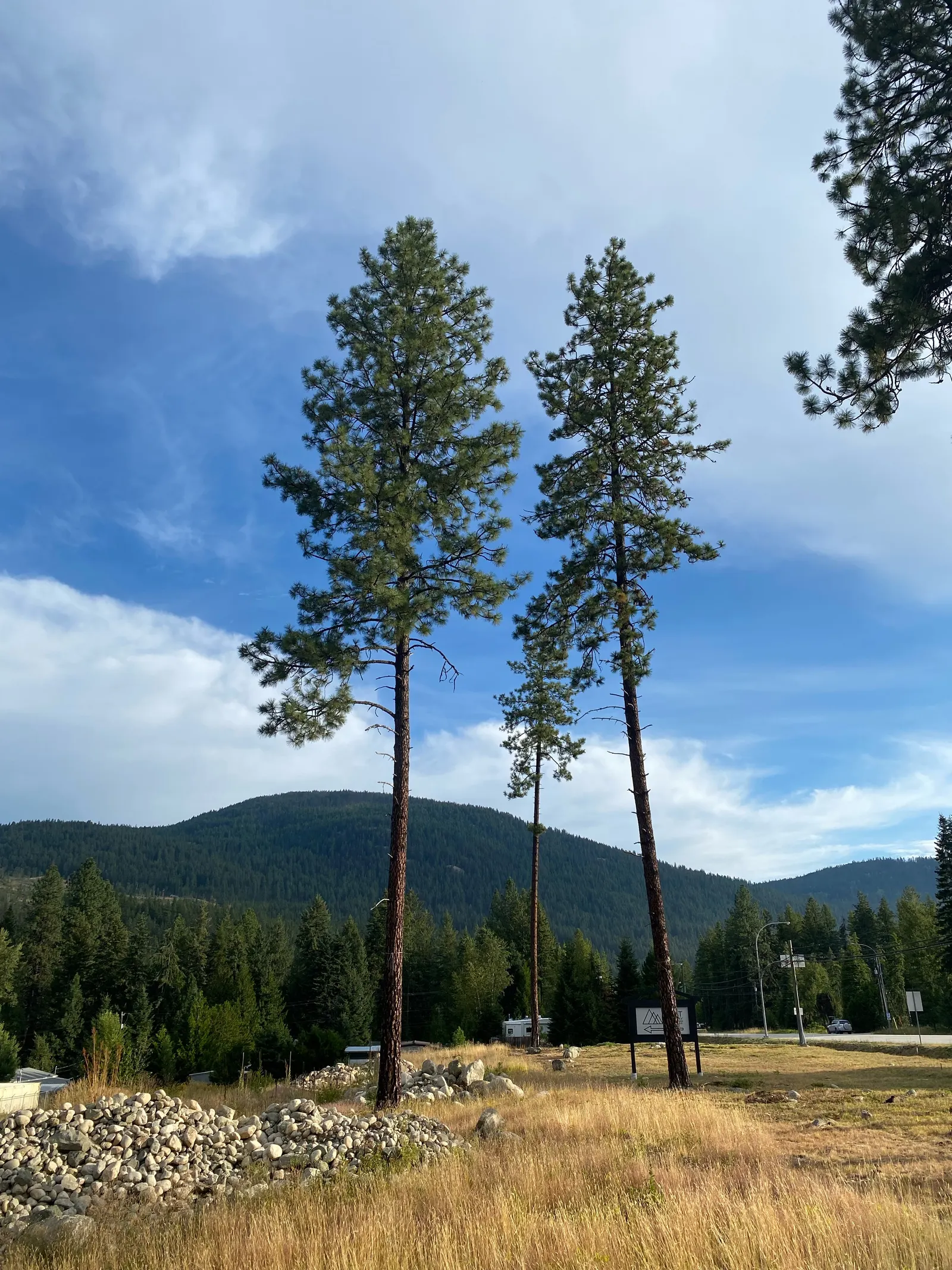 Ponderosa Pine (Pinus Ponderosa) — slender needles up to 7 inches; it provides shelter and year-round interest, image 58