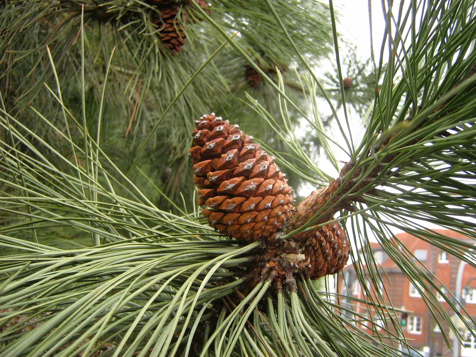 Ponderosa Pine (Pinus Ponderosa) — is a towering conifer of majestic stature; attracting a myriad of wildlife with its bountiful seeds, image 62