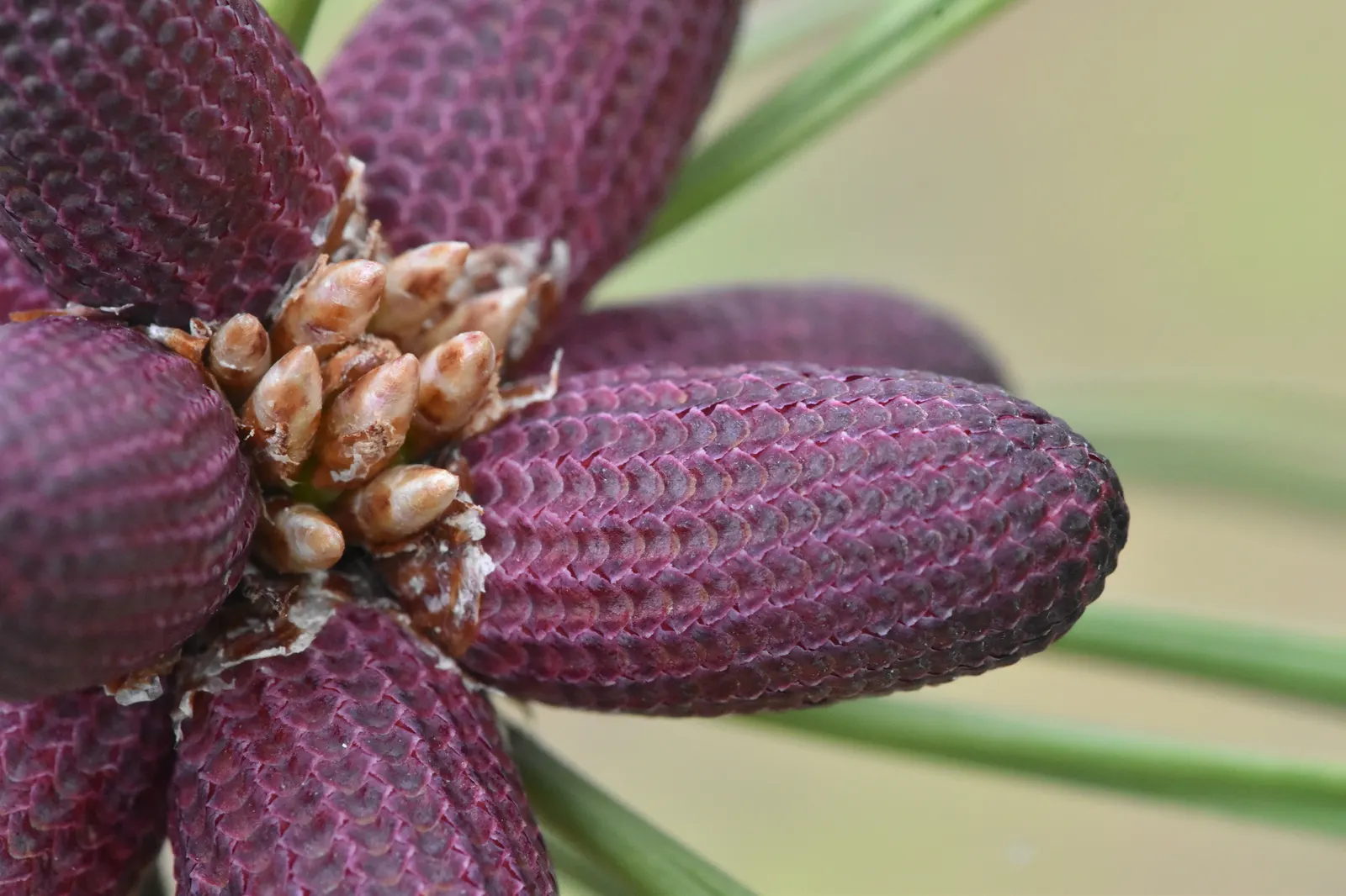 Ponderosa Pine (Pinus Ponderosa) — is a towering conifer of majestic stature; attracting a myriad of wildlife with its bountiful seeds