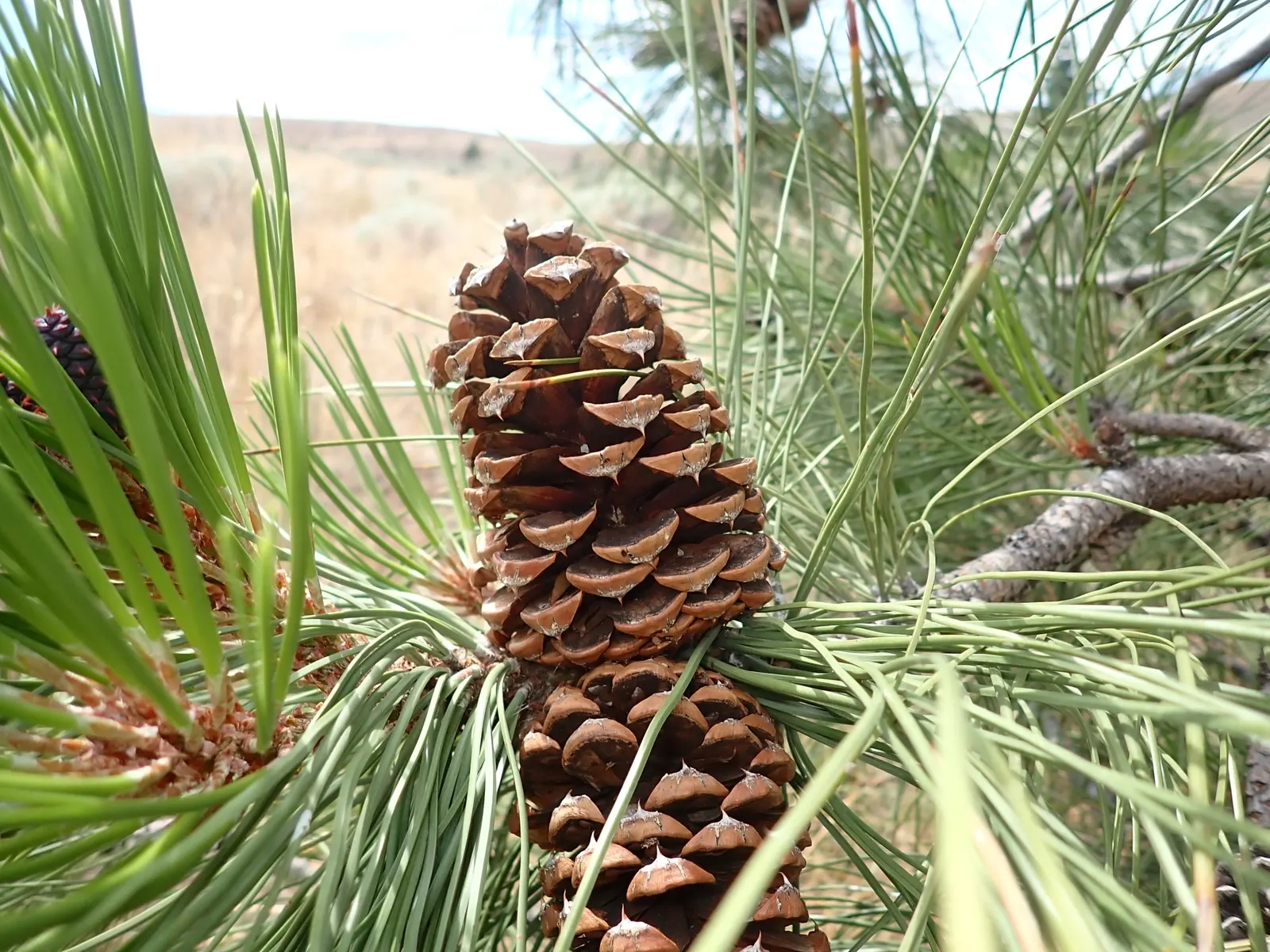 Ponderosa Pine (Pinus Ponderosa) — well-suited for expansive landscapes