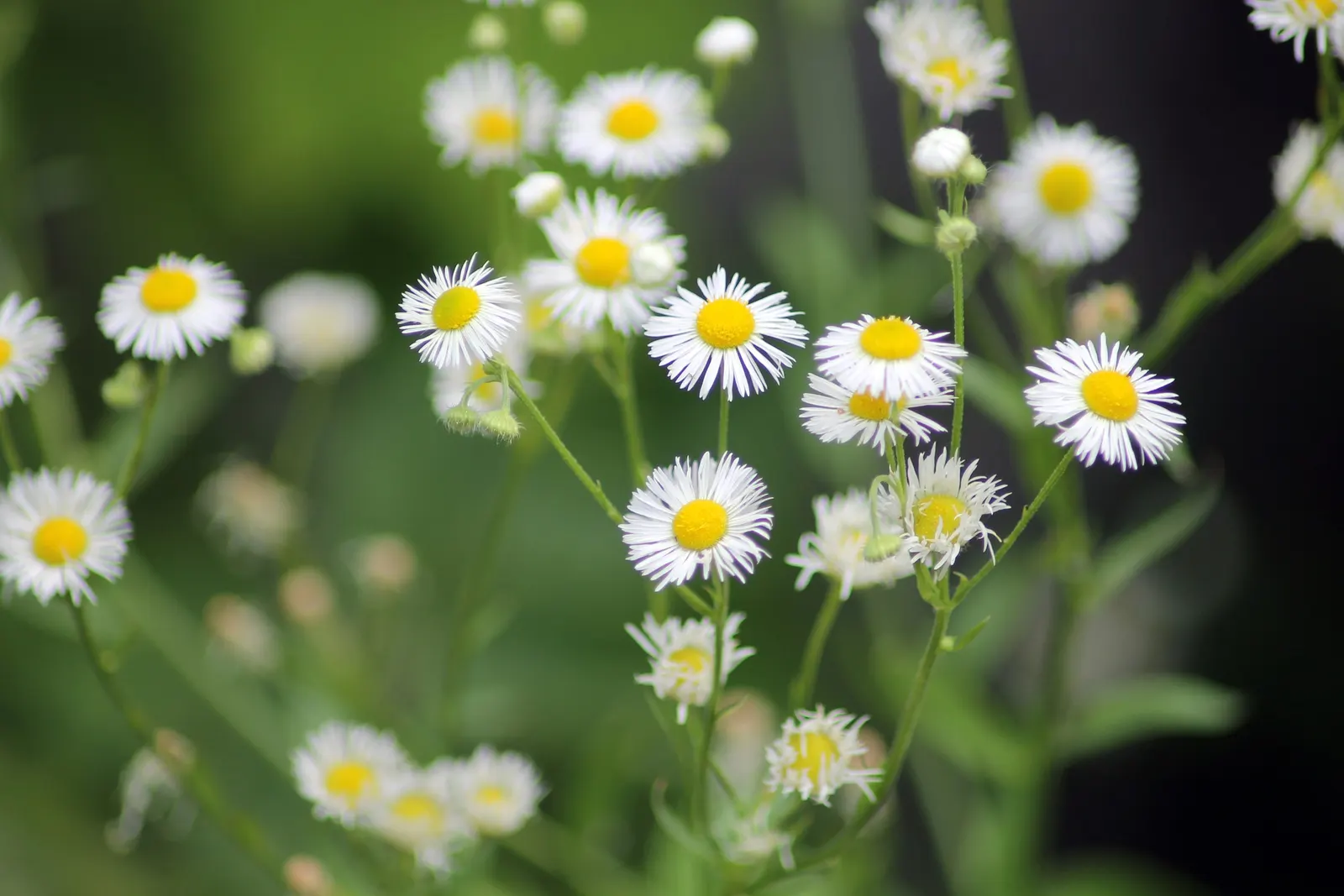 Oxeye Daisy (Chrysanthemum Leucanthemum) — spanning roughly 2 to 3 inches across; it boasts a height of approximately 1 to 3 feet and can spread, image 81