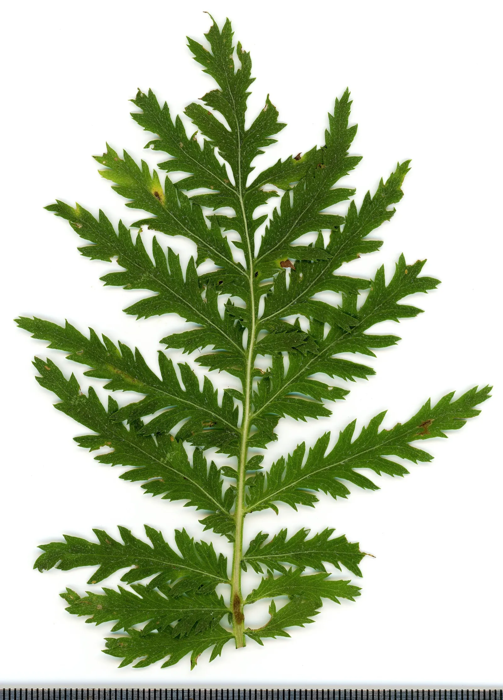 Oxeye Daisy (Chrysanthemum Leucanthemum) — Leucanthemum vulgare (formerly Chrysanthemum leucanthemum); the Ox-Eye Daisy (Chrysanthemum leucanthemum)