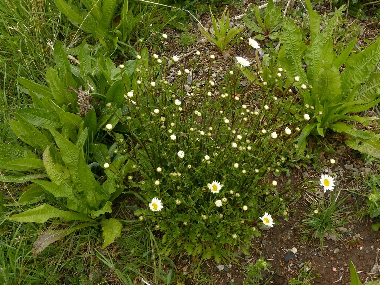 Oxeye Daisy (Chrysanthemum Leucanthemum) — multi-colored and white and yellow flowers in the garden